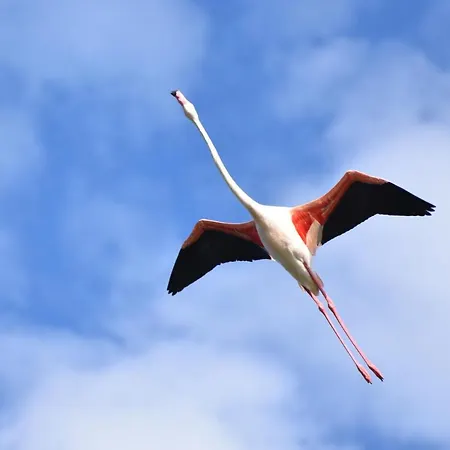 I Gerani לינה וארוחת בוקר