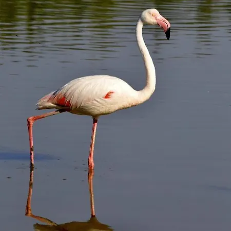 I Gerani 3* פלומיני די קווארטו